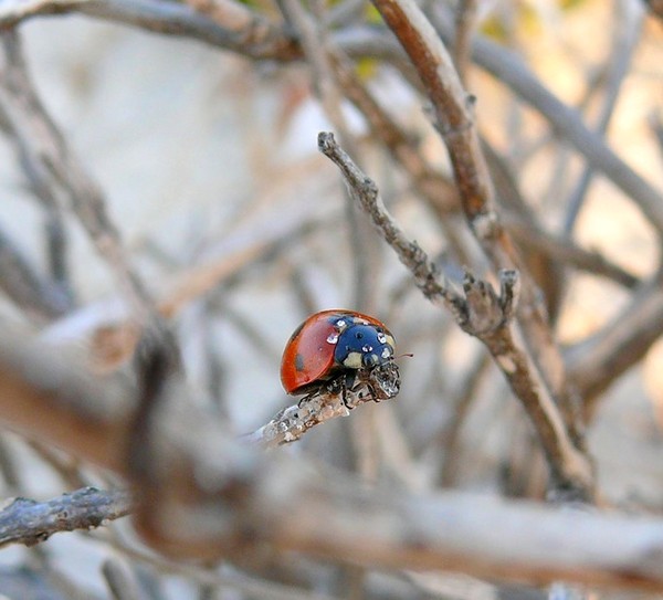 COCCINELLE