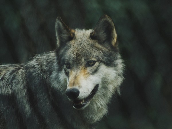 LOUP