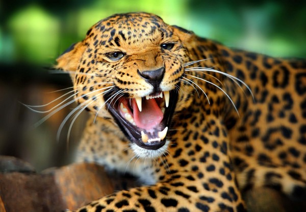 LEOPARD