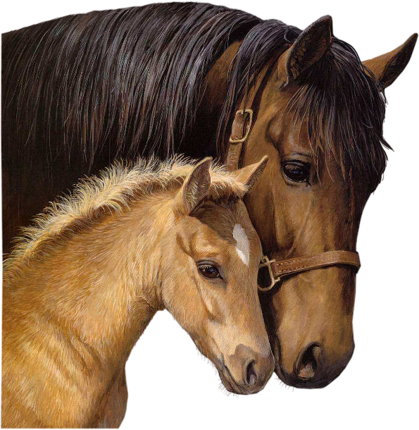 CHEVAL 2