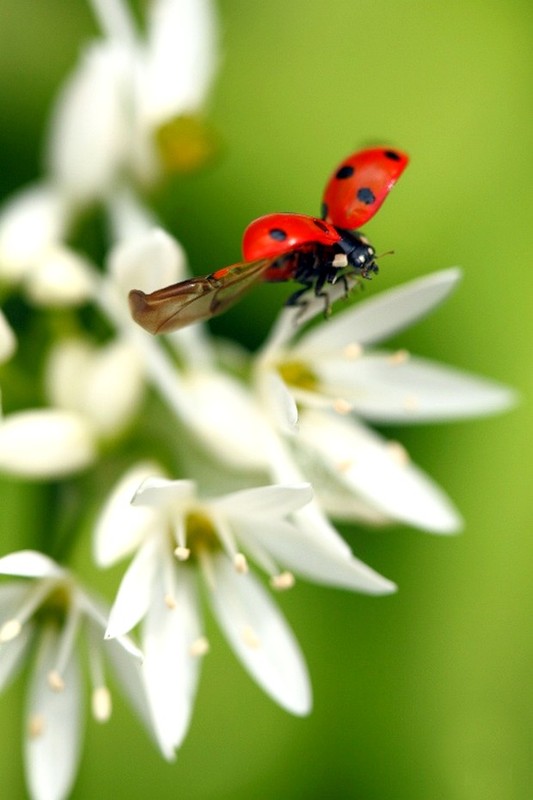 COCCINELLE