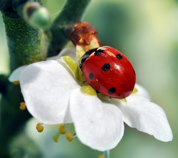 COCCINELLE