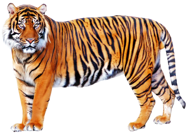 TIGRE