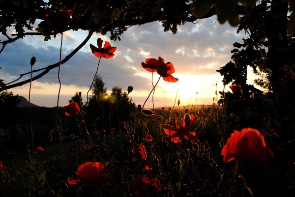 COQUELICOTS