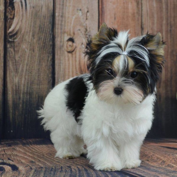 CHIEN 5