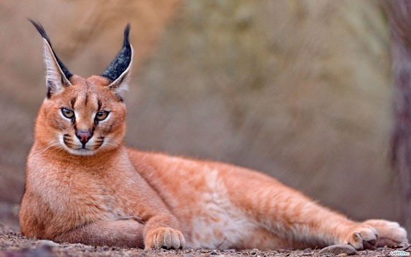 CARACAL