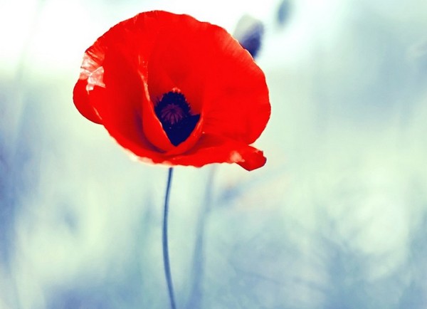 COQUELICOT