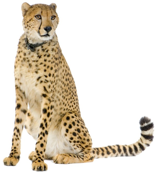 GUEPARD