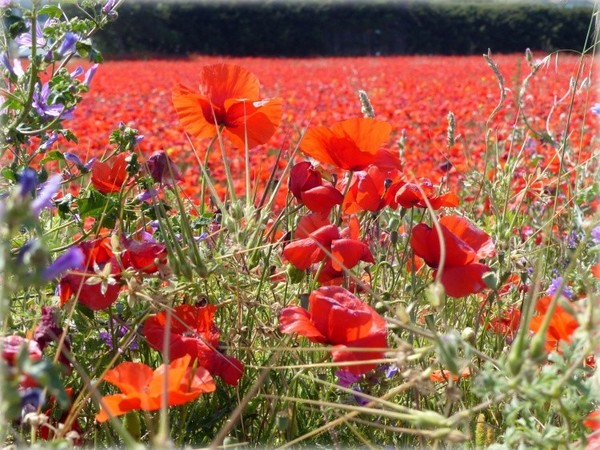 COQUELICOTS