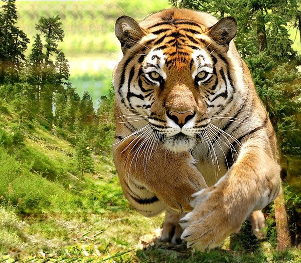 TIGRE