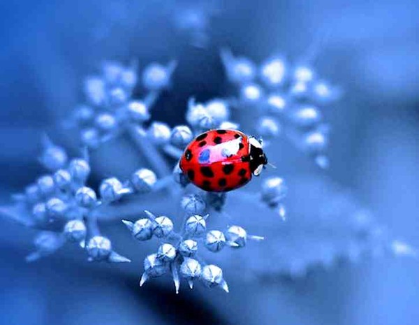 COCCINELLE