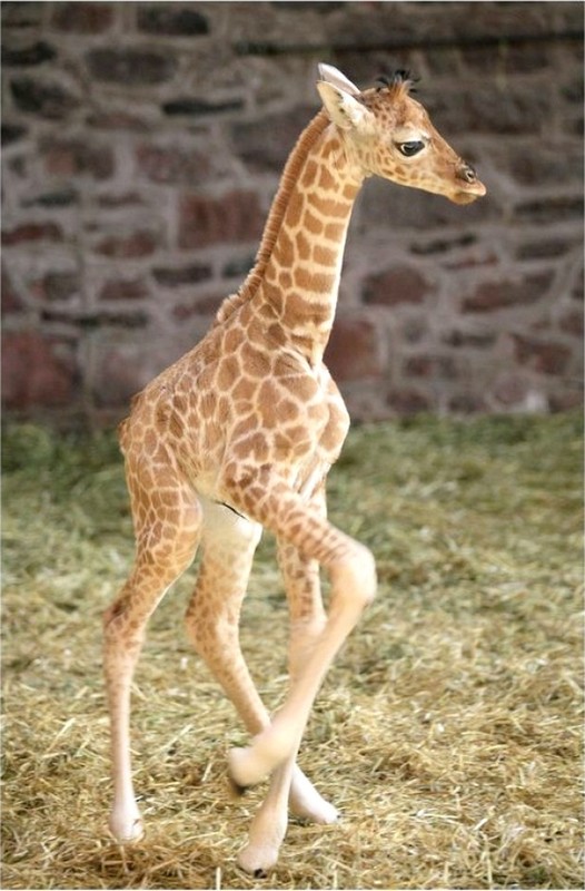 GIRAFE