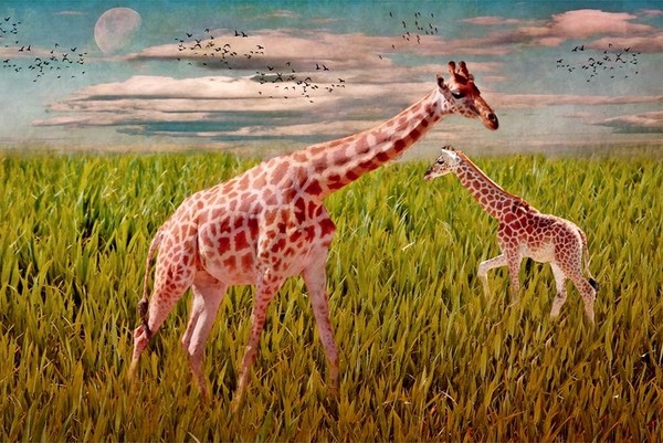 GIRAFES