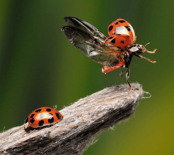 COCCINELLE 2