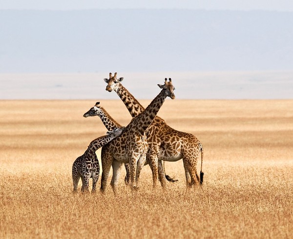 GIRAFES