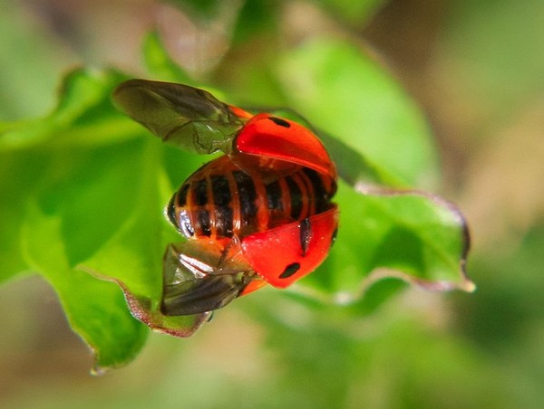 COCCINELLE