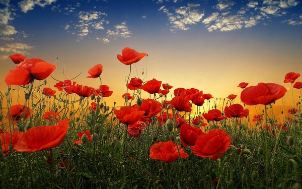 COQUELICOTS