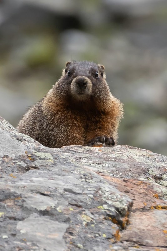 MARMOTTE