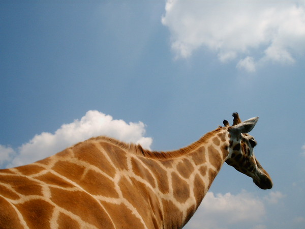 GIRAFE