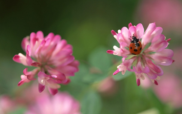 COCCINELLE