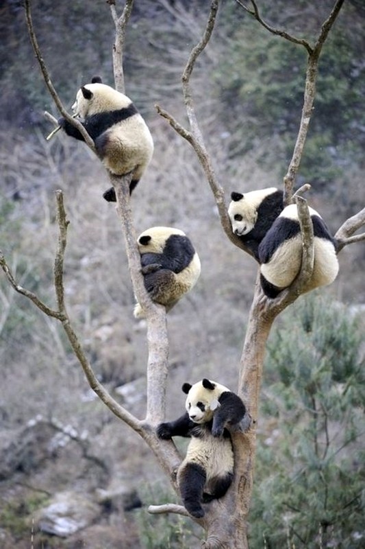 PANDAS