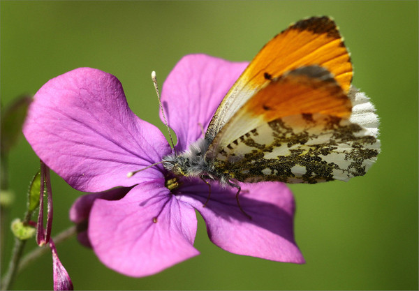 PAPILLON