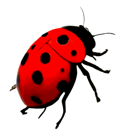 COCCINELLE 3