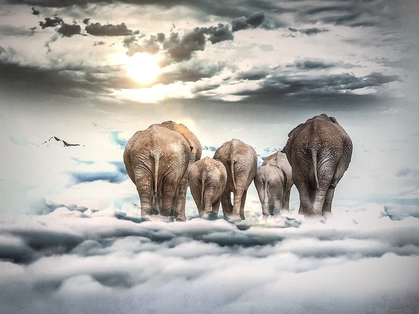 ELEPHANTS