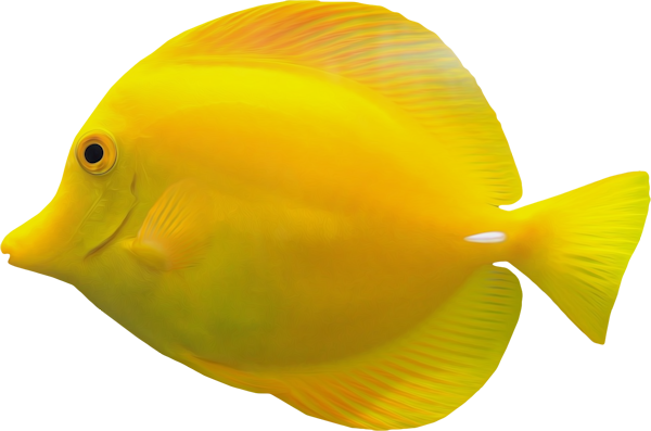 POISSON