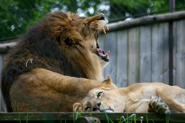 LION ET LIONNE