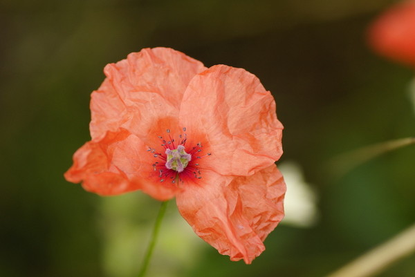 COQUELICOTS