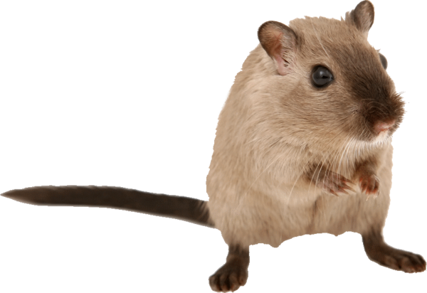 RAT