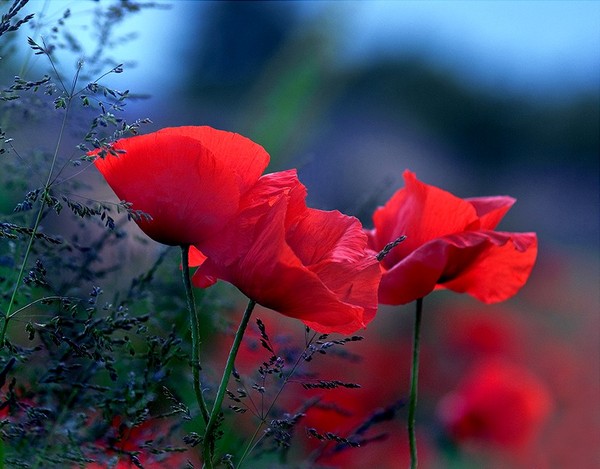 COQUELICOTS