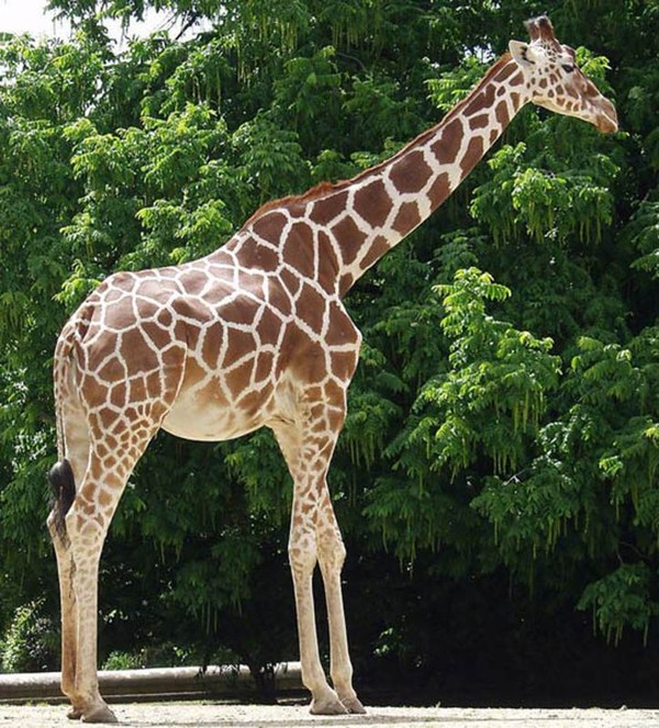 GIRAFE