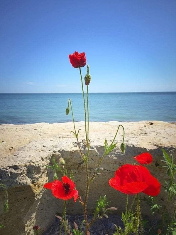 COQUELICOTS 2