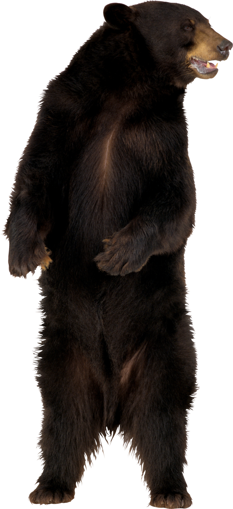 bear_PNG1182.png