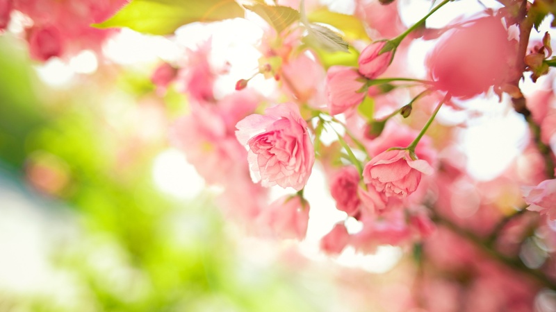 beautiful-spring-desktop-background-499858.jpg