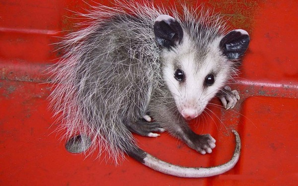 OPPOSSUM