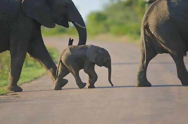 ELEPHANTS