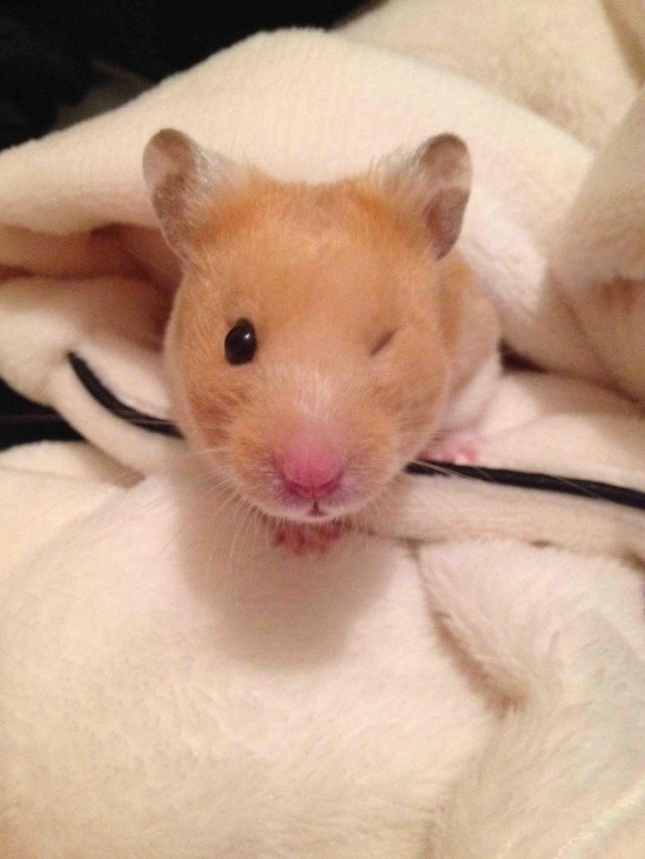 HAMSTER