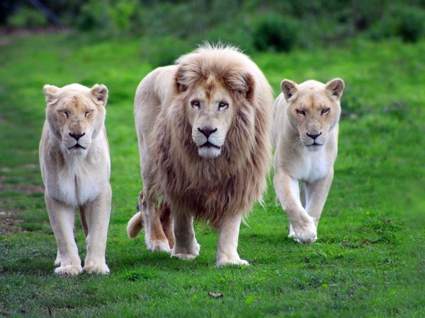 LION ET LIONNES