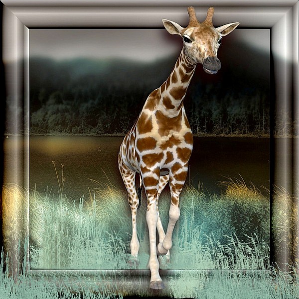 GIRAFE