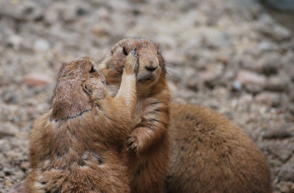 MARMOTTES