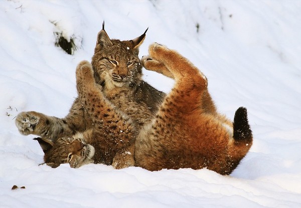 LYNX