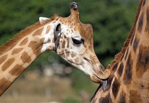 GIRAFES