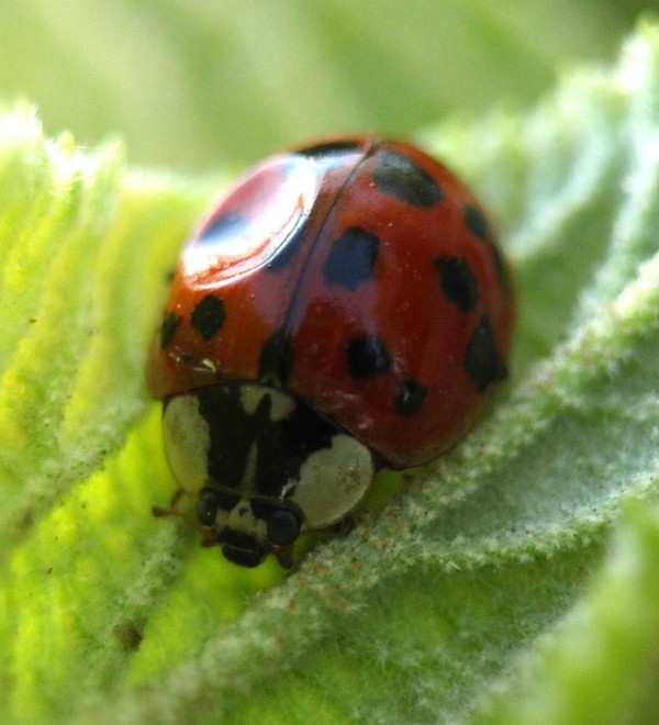 COCCINELLE