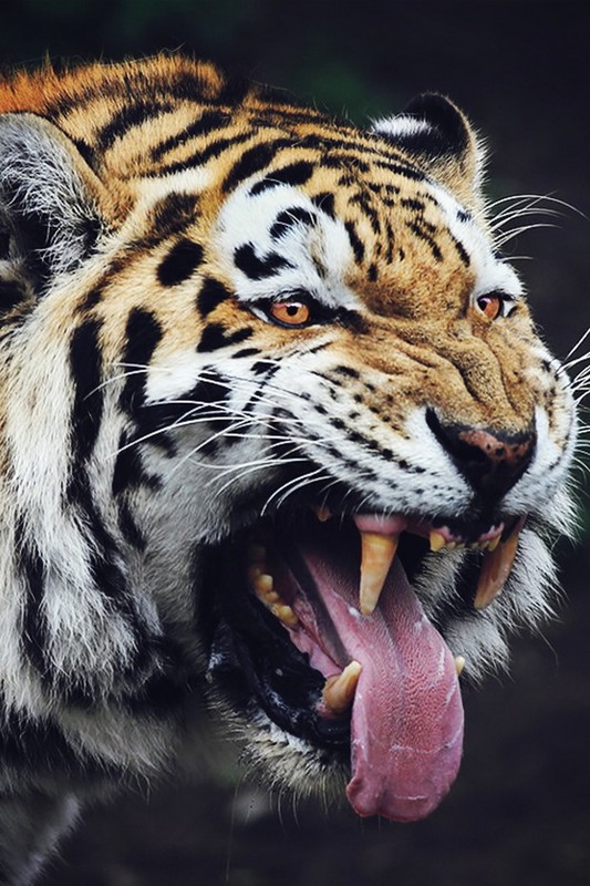 TIGRE