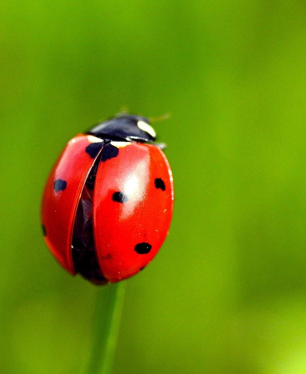 COCCINELLE