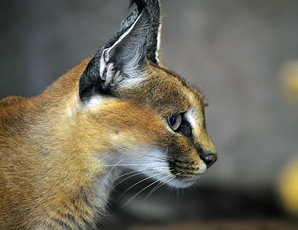 CARACAL