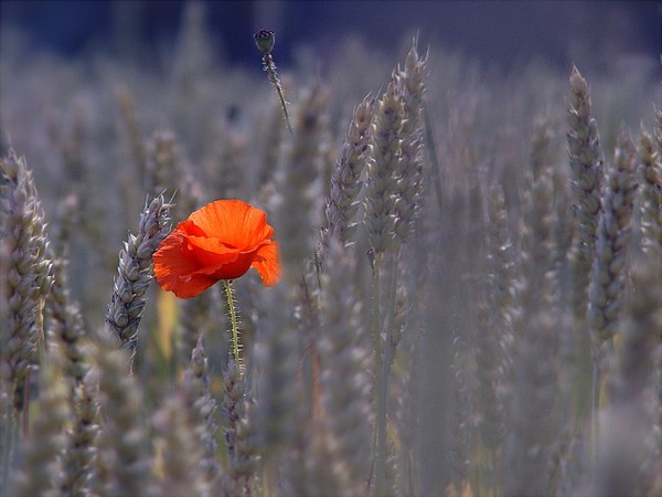 COQUELICOT